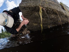 Man-made floating wetlands are an example of natural infrastructure, which are being studied at the IISD Experimental Lakes Area east of Kenora, Ont.