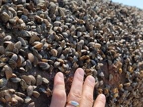 A large cluster of zebra mussels seen at the Kettle Generating Station, which sits along the Nelson River in northern Manitoba. Zebra mussels have been a major and costly concern for Manitoba Hydro recently, as Hydro recently announced that they are going to spend about $2 million, as they try to prevent damage from the mussels to six of their generating stations.