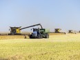 Farmers harvest canolo