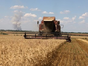 A combine harvests wheat