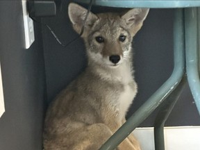A young coyote under a kitchen table