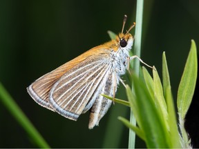 A Poweshiek skipperling butterfly.