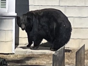 This undated photo provided by the California Department of Fish and Wildlife shows the South Lake Tahoe conflict bear 64F.