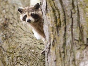 While initially limited to the countryside, raccoons have increasingly moved into cities like Hamburg, Berlin and Munich, as they've "discovered better food and nicer accommodation."