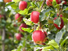 Red gala apples hanging in a tree.