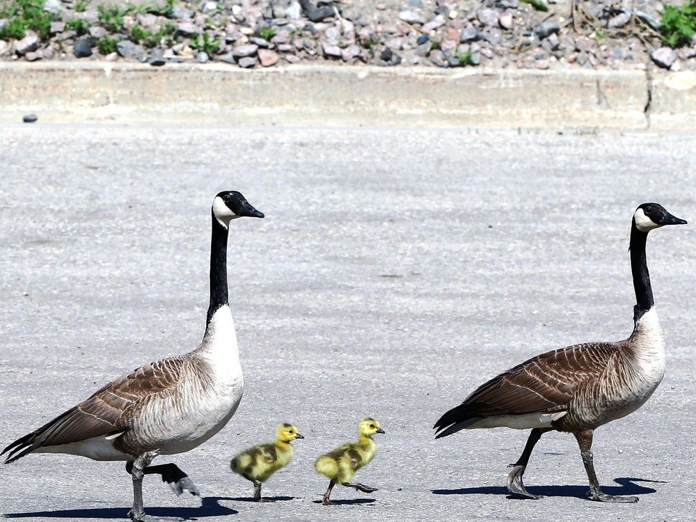 Man charged after allegedly shooting geese in St. Vital Park Winnipeg Sun