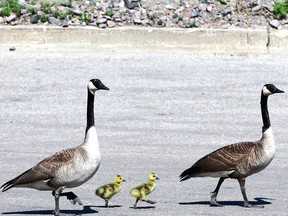 A family of Canada geese