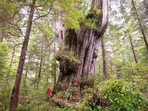 Ancient Forest Alliance photographer TJ Watt stands beside "The Wall" -- an ancient western red cedar tree -- on the day he came across it in June 2022.