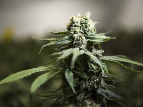 A Manitoba judge has upheld the province's ban on homegrown non-medical cannabis. Cannabis plants grow inside of Thrive Cannabis's production facility in Simcoe, Ont., Tuesday, April 13, 2021.