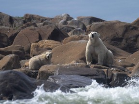 Polar bears along the shoreline of the Hudson Bay near Churchill, Man., 2022.