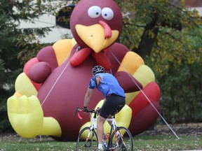 Cyclist passes large inflatable turkey