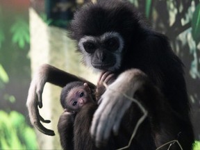 Baby Gibbon with its mother