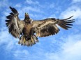 A juvenile bald eagle