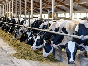 Milking cows eating forage and hay in a cowshed