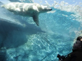 The Journey to Churchill exhibit at Assiniboine Park Zoo