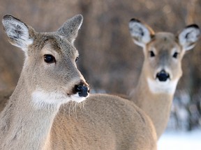Two white-tailed deer