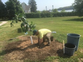 A worker plants a tree in Selkirk