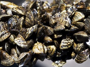 This July 1, 2010 photo shows zebra mussels clustered on a small tree branch that had fallen into Rice Lake near Brainard, Minn. The threat of zebra mussels has prompted the federal government to temporarily ban watercraft from a Manitoba lake popular with tourists.