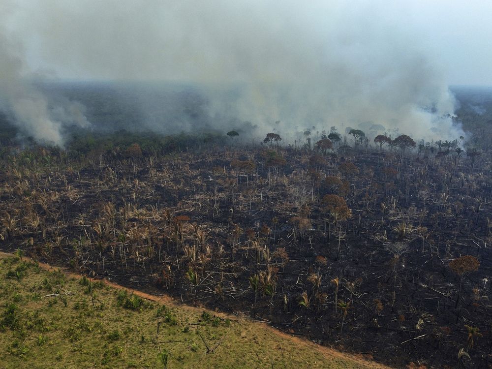 Deforestation in Brazil's Amazon rainforest is down to lowest level