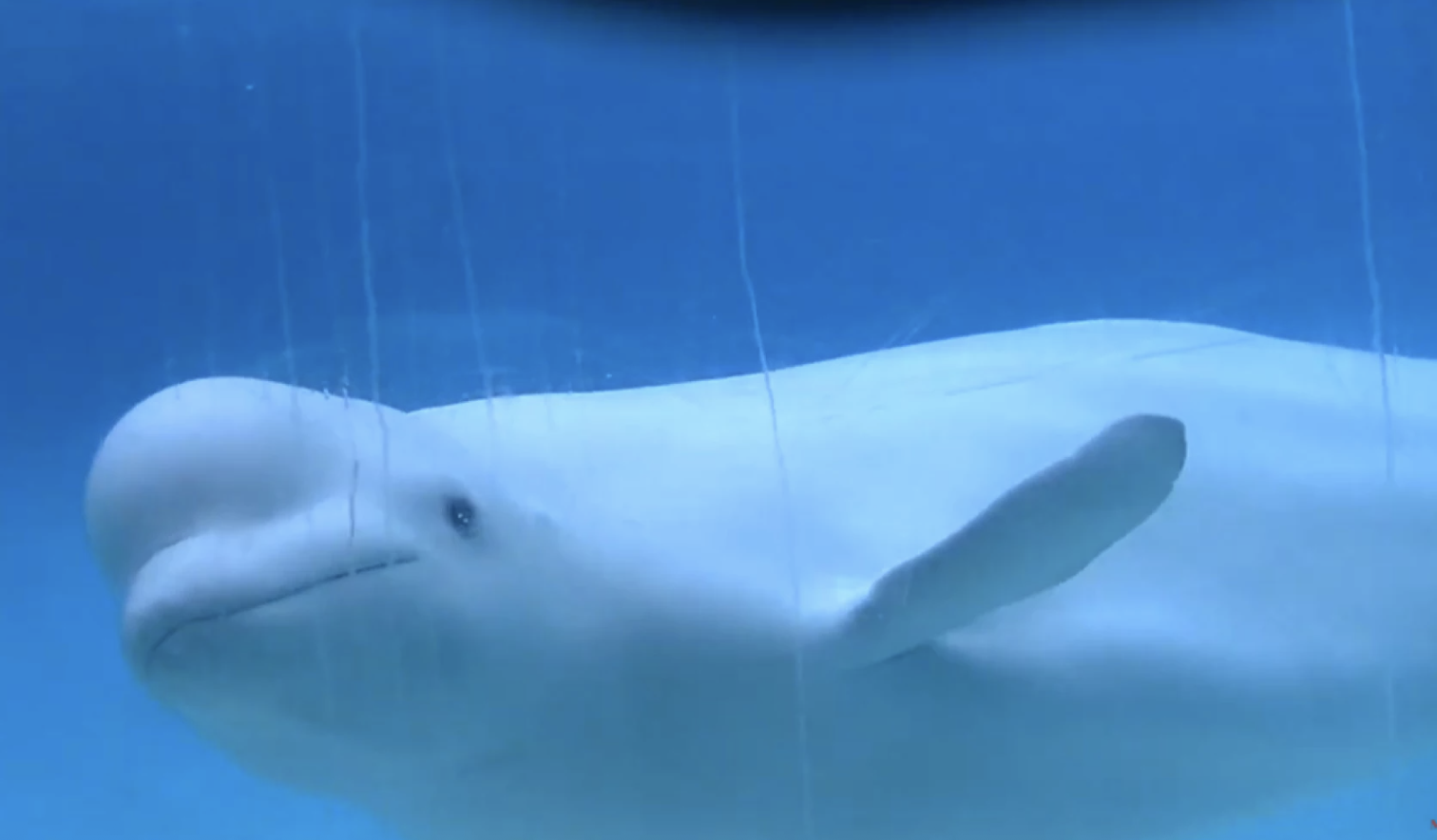 Carney’s Canada turns its back on Beluga Whales