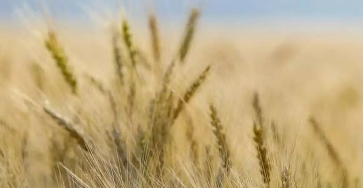Canada produces high-quality wheat crop, expects strong exports in 2025-26