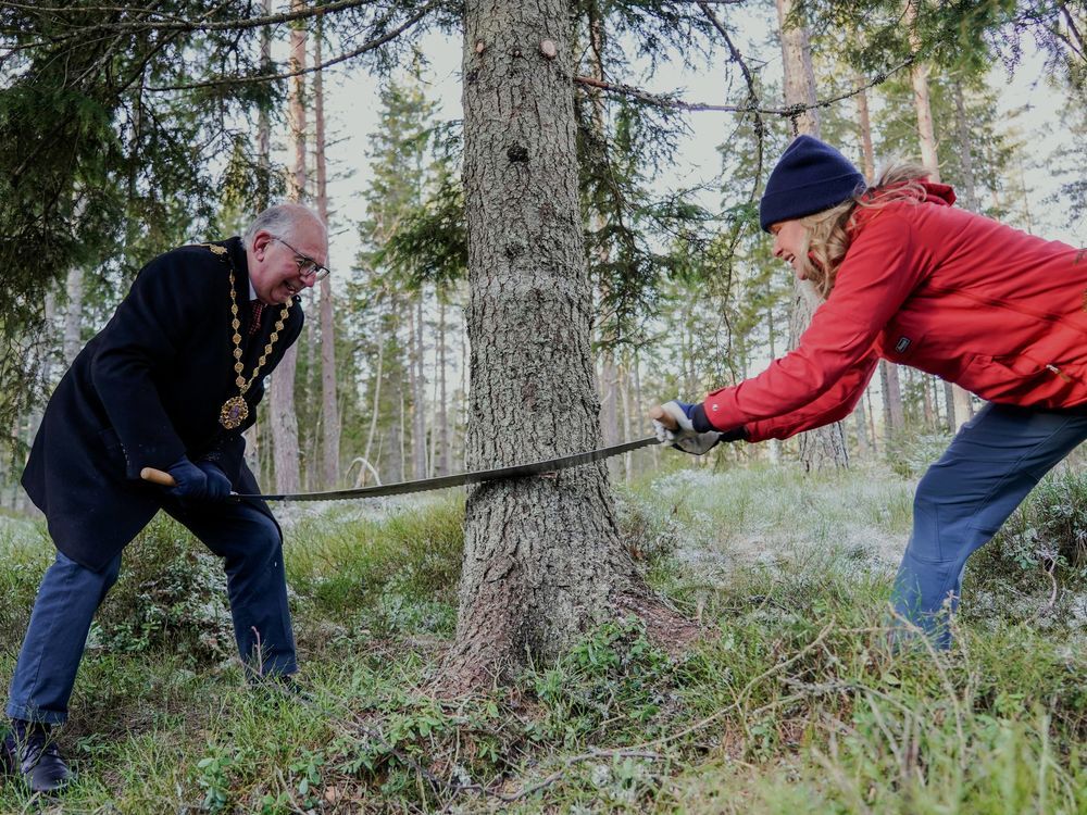 Norway donates a Christmas tree to London every year. Here’s how the tradition began