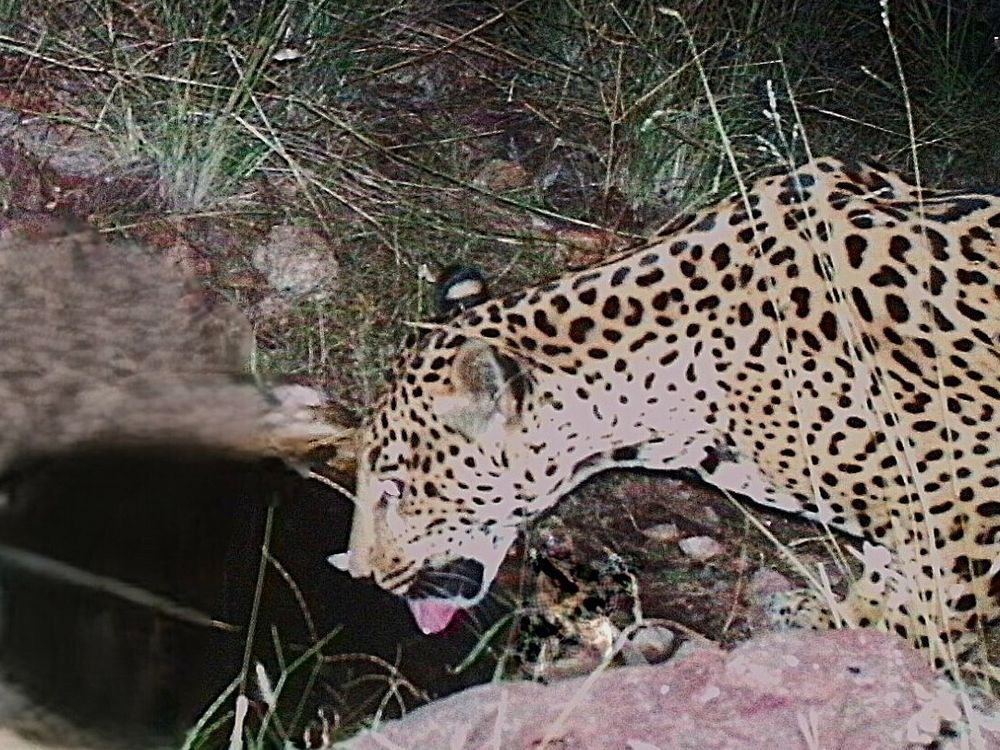 A new jaguar spotted in Arizona points to progress in the endangered species’ recovery