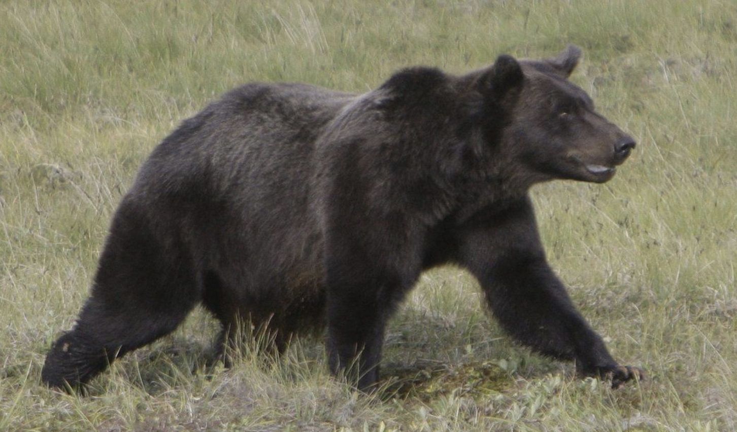 Grizzly bear search halted after ‘extraordinary attack’ on school group
